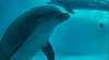 Babydelfine sterben im Golf von Mexiko