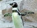 Ein Humboldt-Pinguin. (Symbolbild)