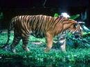 In Sumatra wird die Zahl der wilden Tiger auf weniger als 400 geschätzt.