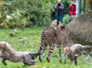 Junge Geparden vergnügen sich im Zoo Basel.