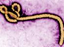 In Lausanne wurde ein Ebola Impfstoff entwickelt.