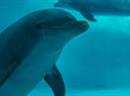 Die Delfine leiden wegen der damaligen Ölpest.
