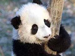Rund 160 Pandabären werden in Tierparks gehalten.