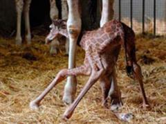 Giraffe Pallina bei ihren ersten Schritten nach der Geburt.