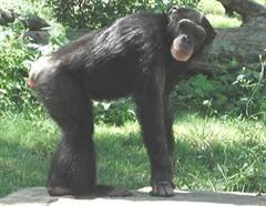 Ein Schimpanse griff einen Mann an.