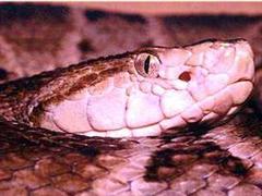 Das Butantan-Institut hat eine eigene Farm zur Erforschung des Schlangen Gifts.