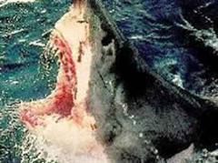 Obwohl die 60-Jährige viel Blut verlor, schlug sie vehement auf den Hai ein, bis er von ihr abliess. (Archivbild)