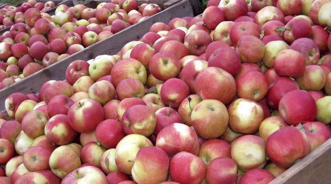 Gelungene Apfel-Saison - 160'000 Tonnen wurden geerntet.