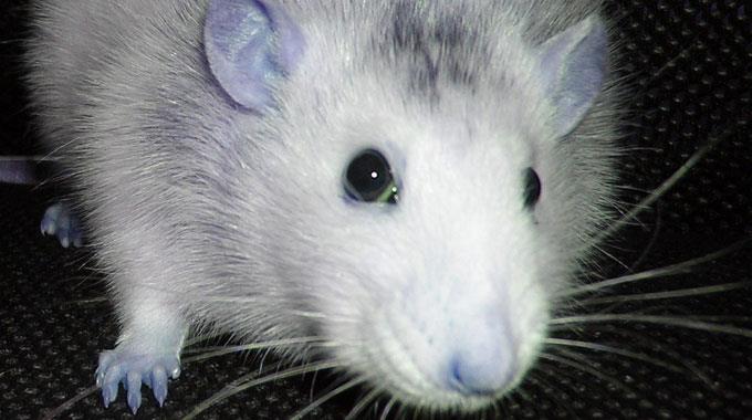 Verbleibende Nervensignale genutzt - Erste Tests an Ratten erfolgreich. (Symbolbild)