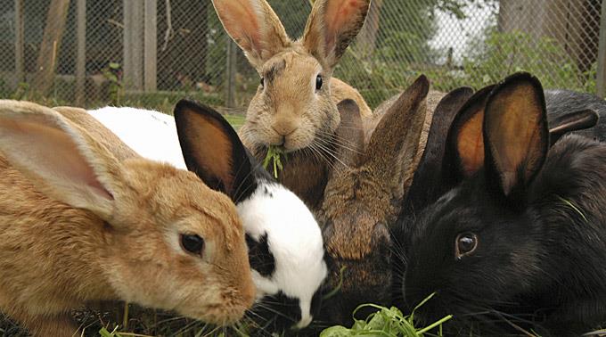 Auch Kaninchen dürfen nur in Gruppen gehalten werden.