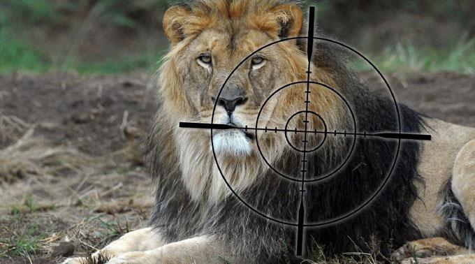 In Westafrika werden Löwen weiterhin gejagt. (Archivbild)