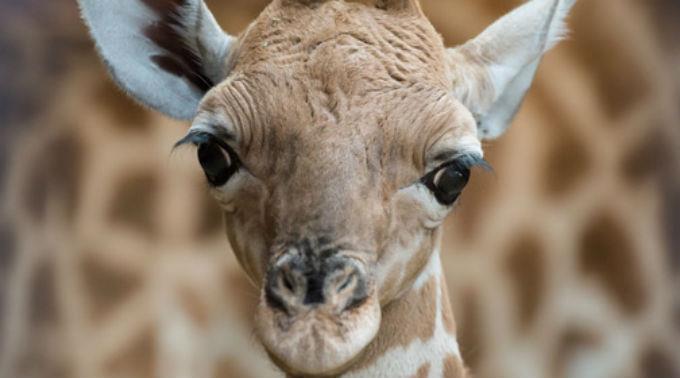 Das junge Giraffenmännchen heisst Majengo und kam am 1. April zur Welt.