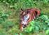 Tigerattacke: Zoowärter konnten Schlimmeres verhindern, indem sie die Raubkatze mit einem Feuerlöscher zurückdrängten. (Symbolbild)