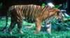 Wieder tödliche Tigerattacke auf Sumatra
