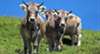 KAGfreiland will mehr Kühe mit Hörnern