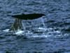 Walfänger wollen fast 1000 Wale töten