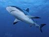 Australier greift Hai an und tötet ihn